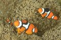 Percula clownfish (